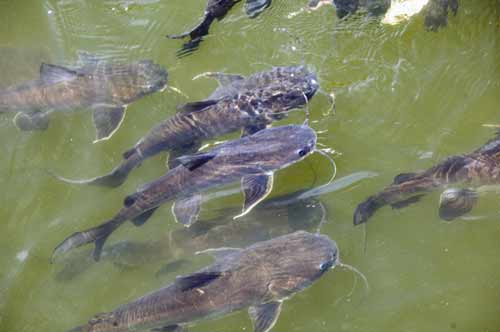 cat fish-AsiaPhotoStock