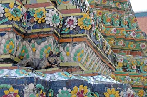 cat at wat pho-AsiaPhotoStock