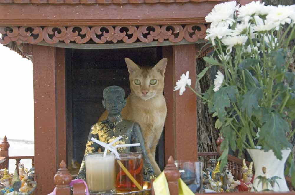 cat on shrine-AsiaPhotoStock