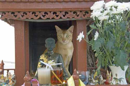 cat on shrine-AsiaPhotoStock