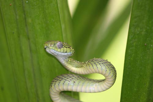 cat snake-AsiaPhotoStock