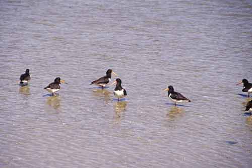 oyster catchers-AsiaPhotoStock