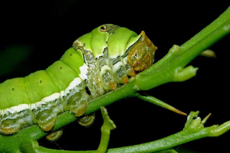 lime butterfly caterpillar-AsiaPhotoStock