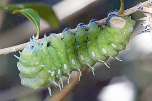 green caterpillar-AsiaPhotoStock