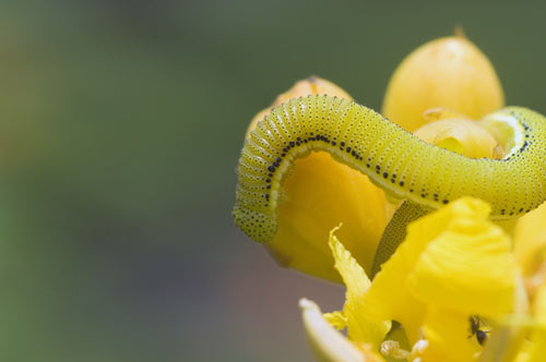 caterpillar on flower-AsiaPhotoStock