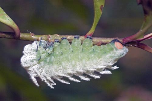 large caterpillar-AsiaPhotoStock
