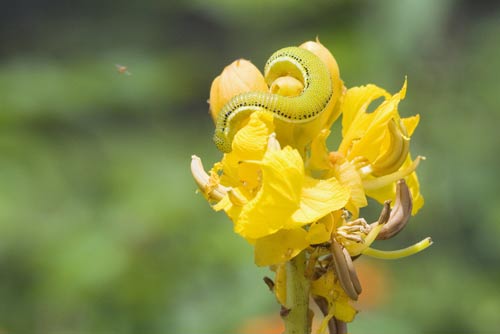 flower and caterpillar-AsiaPhotoStock