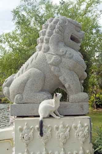 lion and cat-AsiaPhotoStock