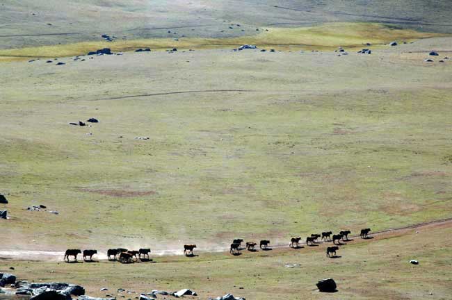 cattle-AsiaPhotoStock