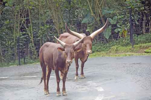 cattle-AsiaPhotoStock