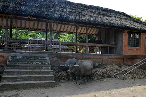 cattle tenganan-AsiaPhotoStock