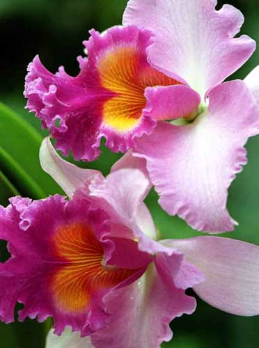 cattleya pink diamond-AsiaPhotoStock