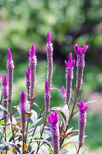 celosia-AsiaPhotoStock