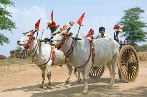 ceremonial buffalo-AsiaPhotoStock