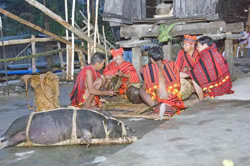 ceremony of pigs-AsiaPhotoStock