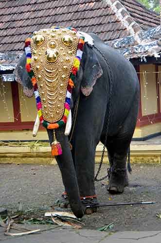 chained elephant-AsiaPhotoStock