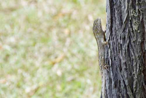 grey changeable lizard-AsiaPhotoStock