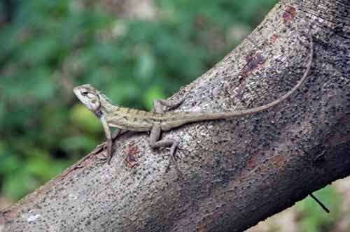 changeable lizard rests-AsiaPhotoStock