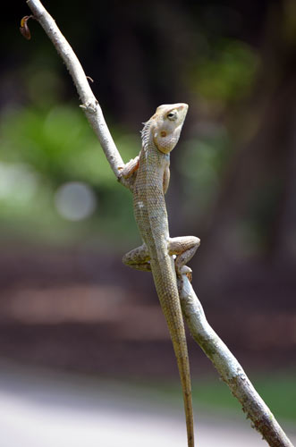 changeable-AsiaPhotoStock