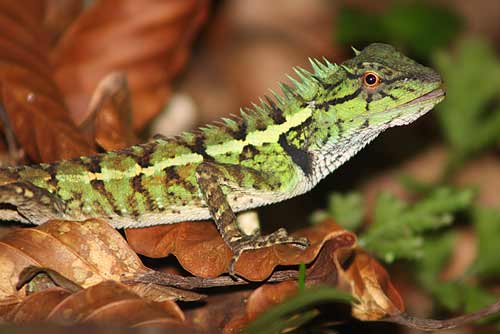 spikey changeable lizard-AsiaPhotoStock