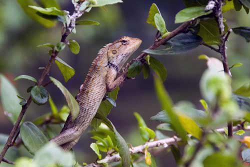 changeable lizard buloh-AsiaPhotoStock