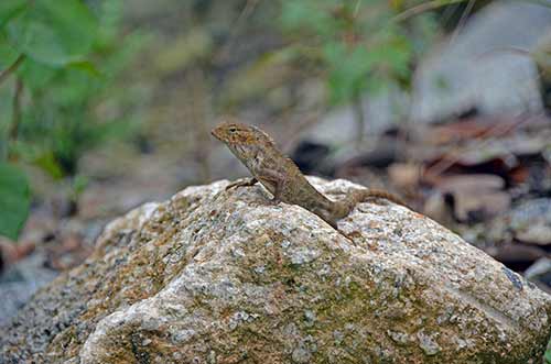 changeable lizard singapore-AsiaPhotoStock