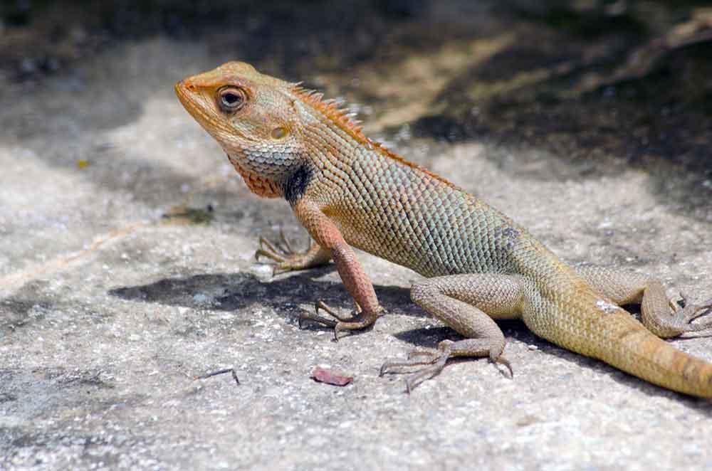 changeable lizards-AsiaPhotoStock
