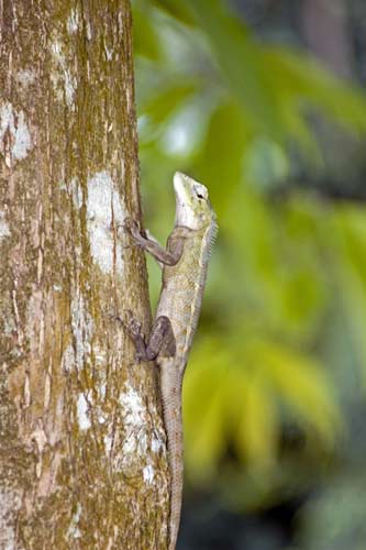 changing lizard-AsiaPhotoStock