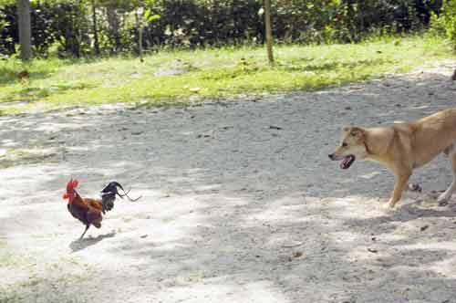 dog and chicken-AsiaPhotoStock