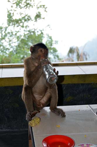 cheeky monkey-AsiaPhotoStock