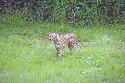 cheetah-AsiaPhotoStock