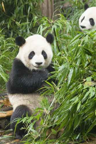 chengdu panda-AsiaPhotoStock