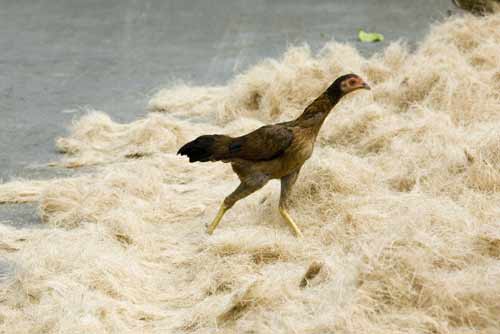 chicken on fibre-AsiaPhotoStock