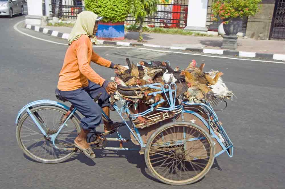 chickens on becak-AsiaPhotoStock