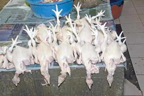 chickens at market-AsiaPhotoStock