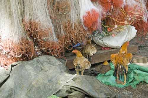 chickens and nets-AsiaPhotoStock