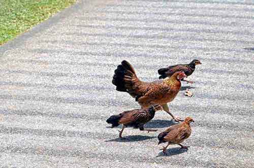 chicks-AsiaPhotoStock