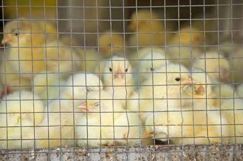 young chicks vigan-AsiaPhotoStock