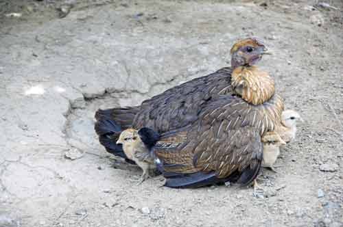chicks brooding-AsiaPhotoStock