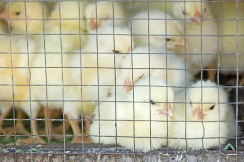 day old chicks-AsiaPhotoStock