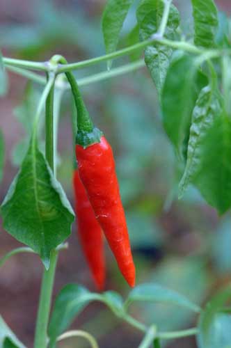 chilli-AsiaPhotoStock