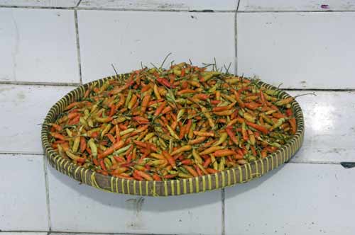 chilli-AsiaPhotoStock