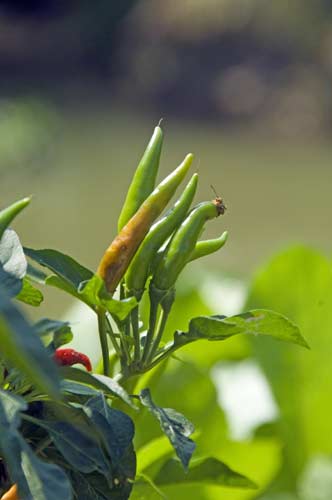 chilli growing-AsiaPhotoStock