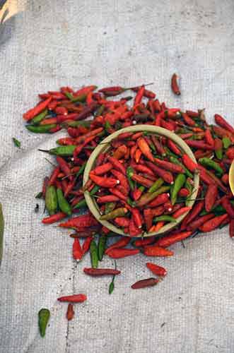 chilli waitabula market-AsiaPhotoStock