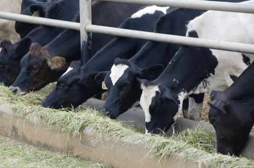 chokchai cows-AsiaPhotoStock