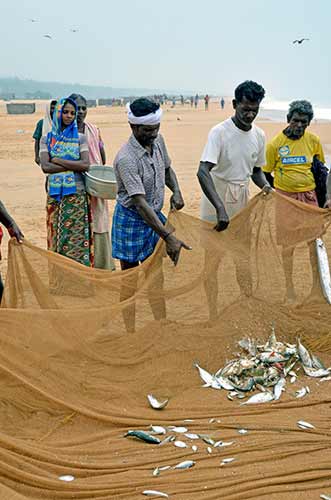 chowara fish kerala-AsiaPhotoStock