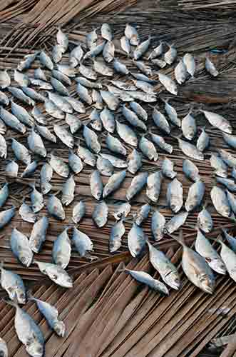 chowara fish-AsiaPhotoStock