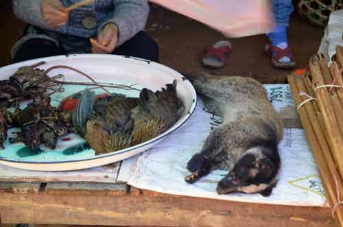 civet at market-AsiaPhotoStock