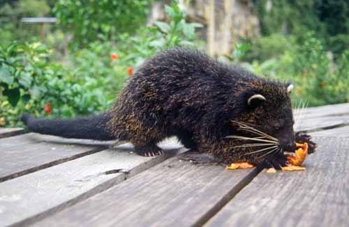 civet cat-AsiaPhotoStock