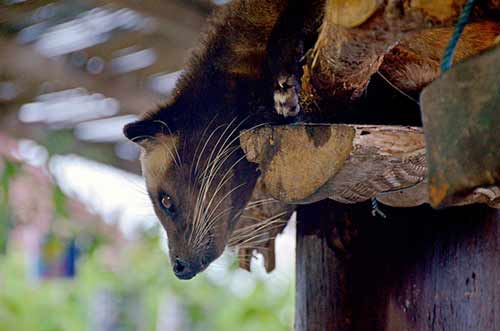 civet cat bali-AsiaPhotoStock